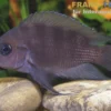 Moorii-Buntbarsch, Variabilichromis moorii, NZ