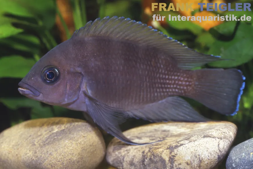 Moorii-Buntbarsch, Variabilichromis moorii, NZ