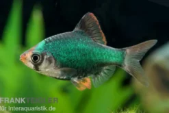 Moosbarbe, Barbus tetrazona