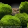 Mooskugel, Cladophora aegagropila