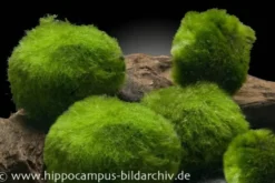Mooskugel, Cladophora aegagropila