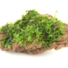 Moosstein mit Vesicularia sp., ca. 10 x 7 x 5 cm