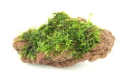 Moosstein mit Vesicularia sp., ca. 10 x 7 x 5 cm