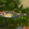 Morse-Code-Tetra, Hemigrammus sp. "morse code"
