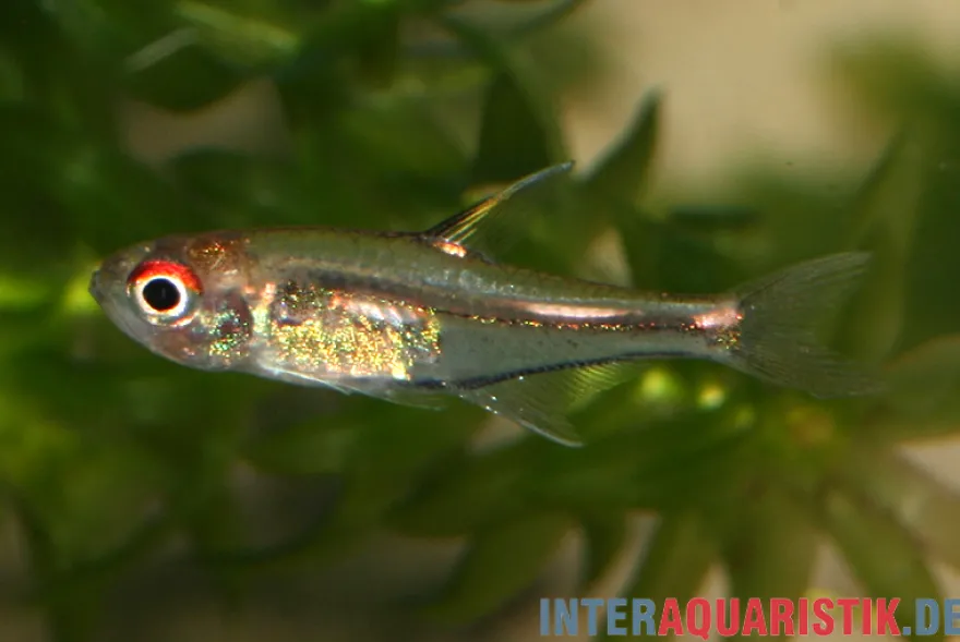 Morse-Code-Tetra, Hemigrammus sp. "morse code"