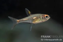 Morse-Code-Tetra, Hemigrammus sp. "morse code"