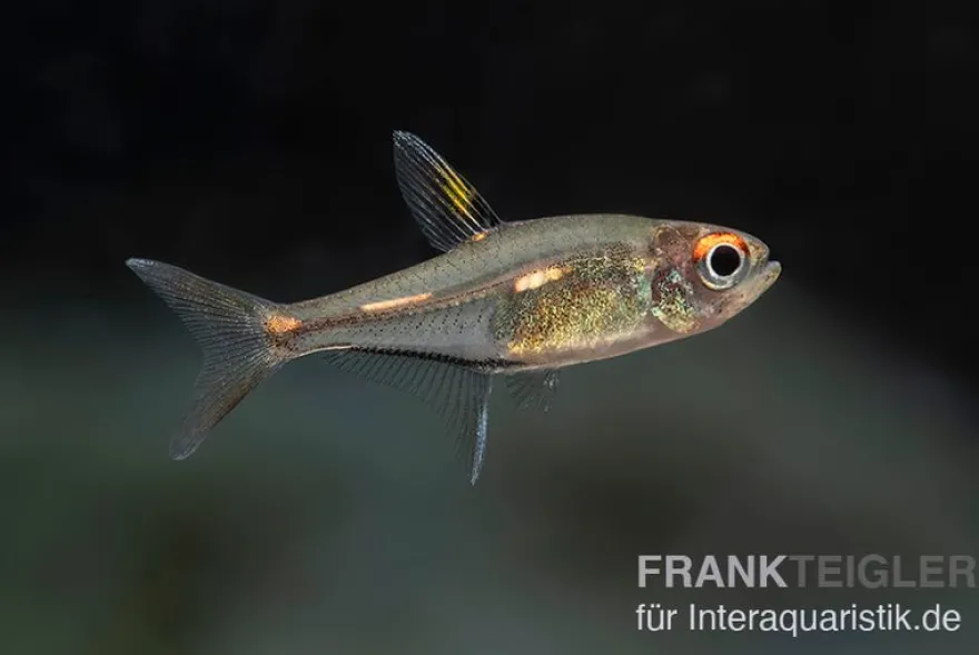Morse-Code-Tetra, Hemigrammus sp. "morse code"