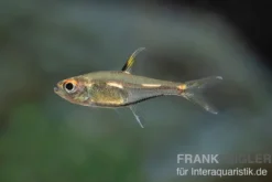 Morse-Code-Tetra, Hemigrammus sp.