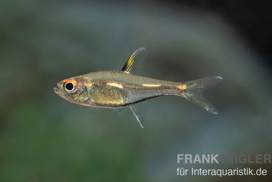 Morse-Code-Tetra, Hemigrammus sp. "morse code"