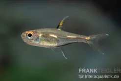 Morse-Code-Tetra, Hemigrammus sp.