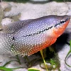 Mosaikfadenfisch, Trichogaster leeri