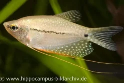 Mosaikfadenfisch, Trichogaster leeri