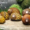 Mosaik-Rennschnecke, Neritina sp. mosaik
