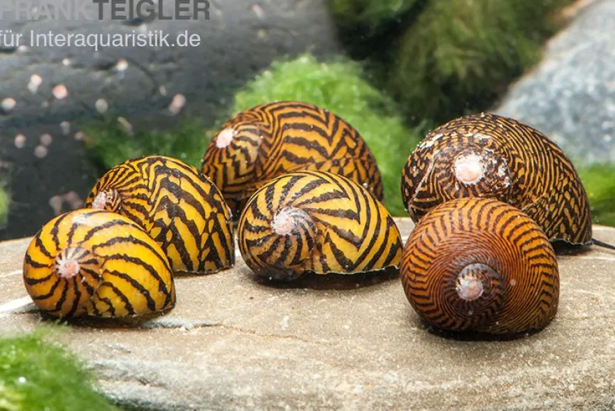 Mosaik-Rennschnecke, Neritina sp. mosaik