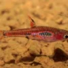 Mosquitorasbora, Boraras brigittae (Minifisch)