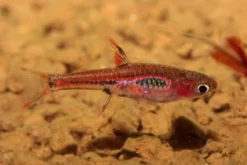 Mosquitorasbora, Boraras brigittae (Minifisch)