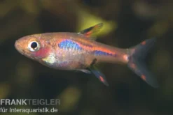Mosquitorasbora, Boraras brigittae (Minifisch)
