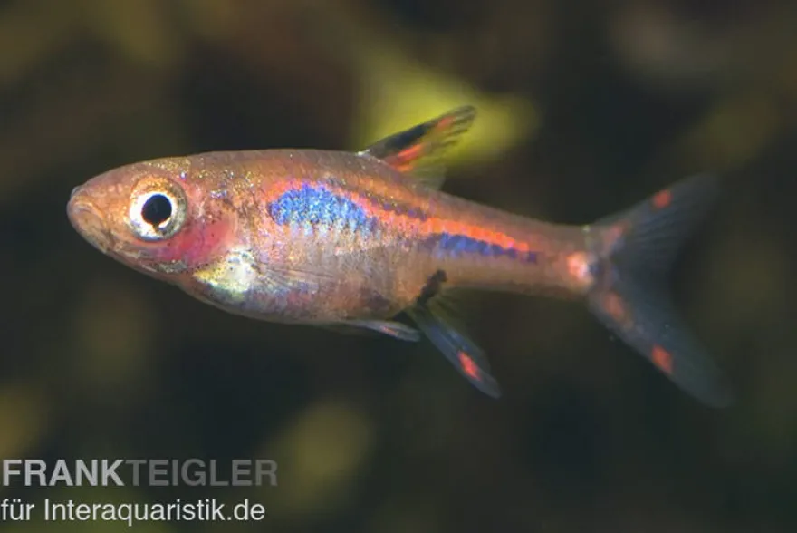 Mosquitorasbora, Boraras brigittae (Minifisch)