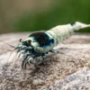 Mosura King Kong Garnele, Caridina logemanni (Taiwan Bee)