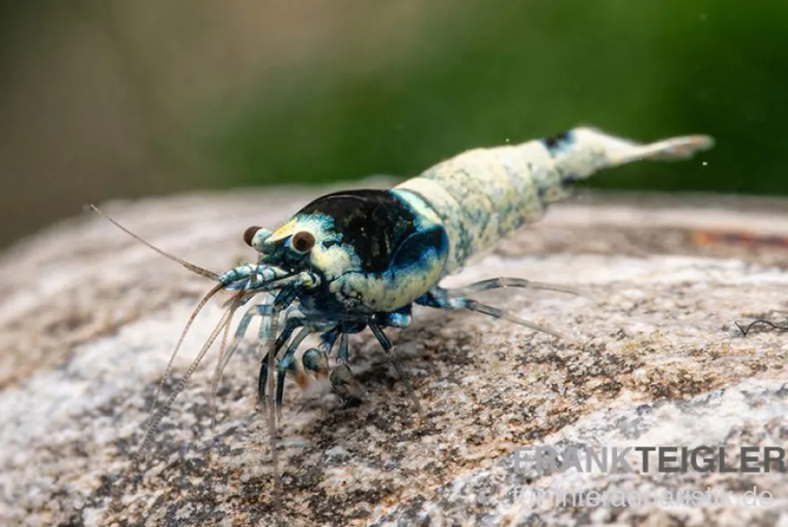 Mosura King Kong Garnele, Caridina logemanni (Taiwan Bee)