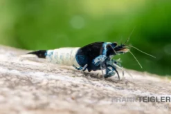 Mosura King Kong Garnele, Caridina logemanni (Taiwan Bee)