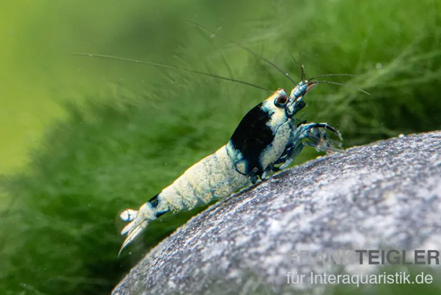 Mosura King Kong Garnele, Caridina logemanni (Taiwan Bee)