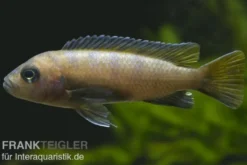 Mpanga Schmalbarsch, Pseudotropheus elongatus mpanga, 4-5 cm