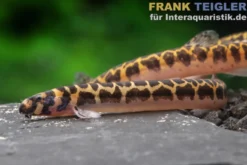 Muränen-Dornauge, Pangio muraeniformis
