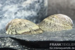 Muschelschnecke, Septaria porcellana