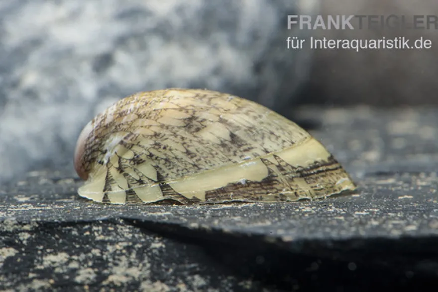 Muschelschnecke, Septaria porcellana