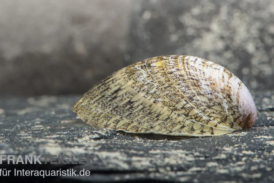 Muschelschnecke, Septaria porcellana