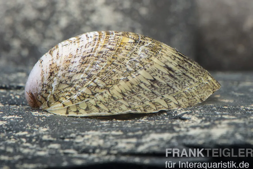 Muschelschnecke, Septaria porcellana