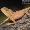 Nackenstachler, Acanthosaura capra