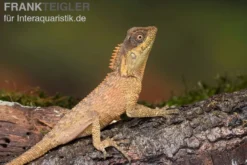 Nackenstachler, Acanthosaura capra