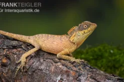Nackenstachler, Acanthosaura capra