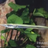 Nadelfisch, Xenentodon cancila