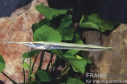 Nadelfisch, Xenentodon cancila