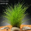 Nadelsimse, Eleocharis acicularis, In Vitro