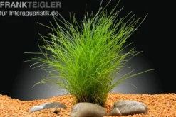 Nadelsimse, Eleocharis acicularis, In Vitro