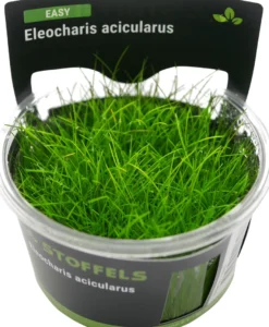 Nadelsimse, Eleocharis acicularis, In Vitro