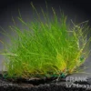 Nadelsimse, Eleocharis acicularis, auf Matte, ca. 10x15 cm