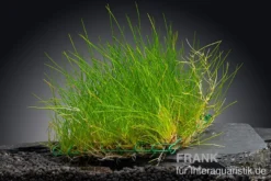 Nadelsimse, Eleocharis acicularis, auf Matte, ca. 10x15 cm