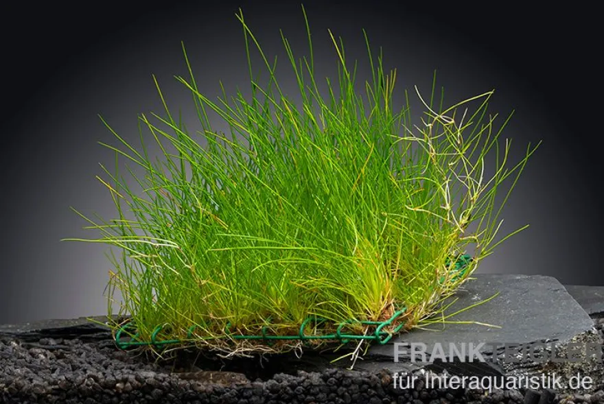 Nadelsimse, Eleocharis acicularis, auf Matte, ca. 10x15 cm