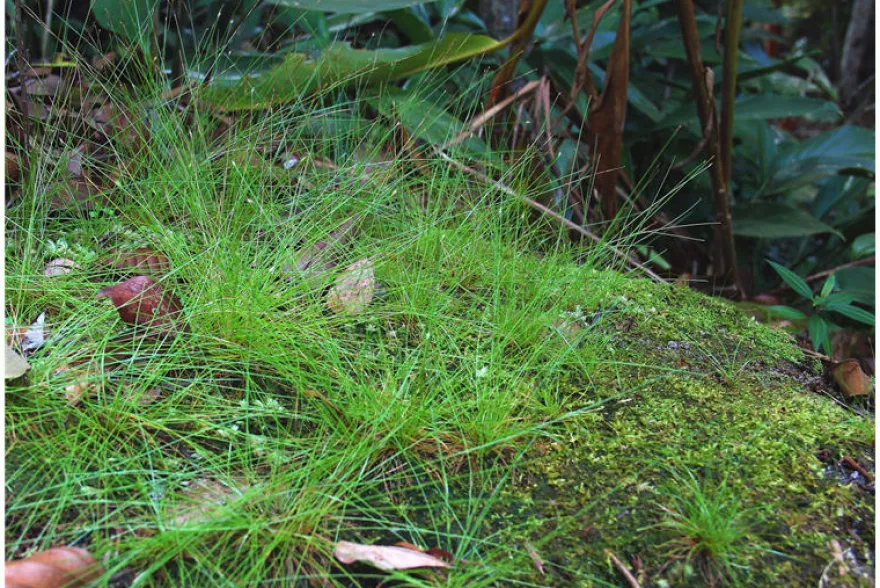 Nadelsimse, Eleocharis acicularis, auf Matte, ca. 10x15 cm