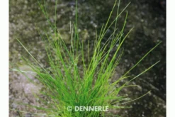 Nadelsimse, Eleocharis acicularis, auf Matte, ca. 10x15 cm