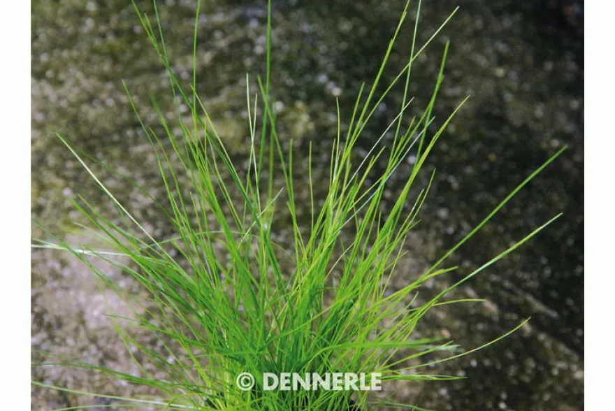 Nadelsimse, Eleocharis acicularis, auf Matte, ca. 10x15 cm