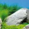 Nadelsimse, Eleocharis acicularis auf Pad/Matte, 9x9 cm