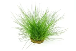 Nadelsimse, Eleocharis acicularis auf Pad/Matte, 9x9 cm