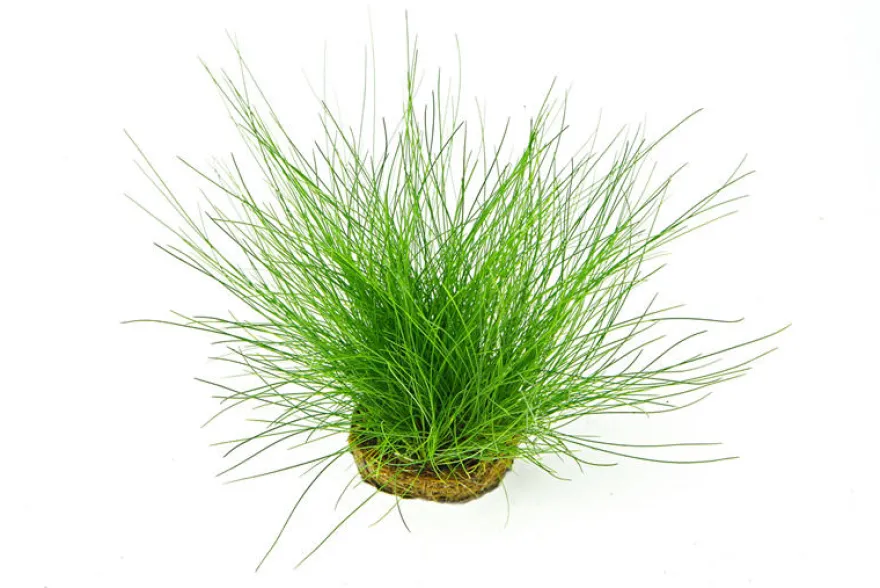 Nadelsimse, Eleocharis acicularis auf Pad/Matte, 9x9 cm