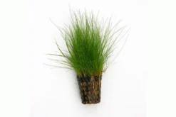 Nadelsimse, Eleocharis acicularis, im Topf
